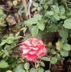 Profile Picture of Frank Still Learning (@frank.still.learning) on Facebook