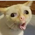 Profile Picture of Craig The Cat (@craigykitty) on Instagram