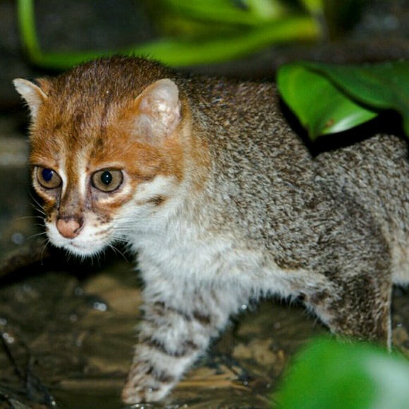 Profile Picture of John Cavanaugh (@johncnaugh) on Poshmark