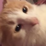 Profile Picture of Eva (@moodyanddexter) on Instagram