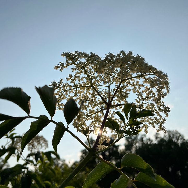 Profile Picture of Bryanna Canfield (@sunflower.5_5) on Tiktok