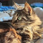 Profile Picture of Sylvia Berry (@215sylbee) on Instagram