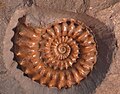 Profile Picture of Microderocerason Wikipedia