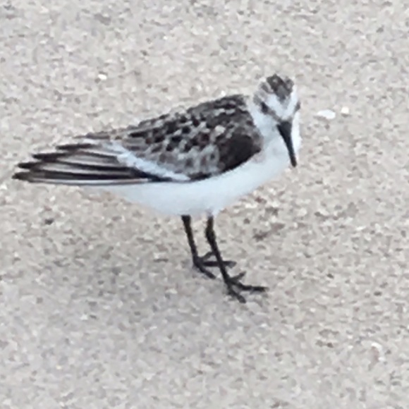 Profile Picture of Anne Jokela (@theicequeen) on Poshmark