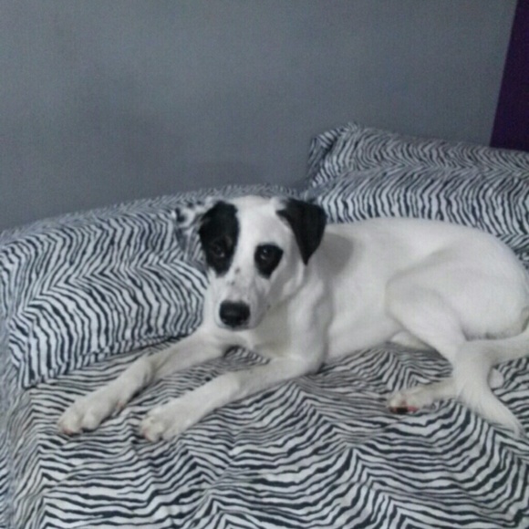 Profile Picture of Shawna Vasconcelles (@shawnabug72) on Poshmark