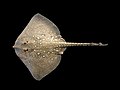 Profile Picture of Thornback ray - Wikipedia, the free encyclopediaon Wikipedia