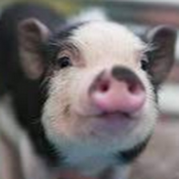 Profile Picture of Aprel Teal (@aprel_teal) on Poshmark