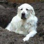 Profile Picture of Ron Branson (@nosnarbman) on Instagram