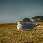 Profile Picture of duebbelgare (@duebbelgare) on Instagram