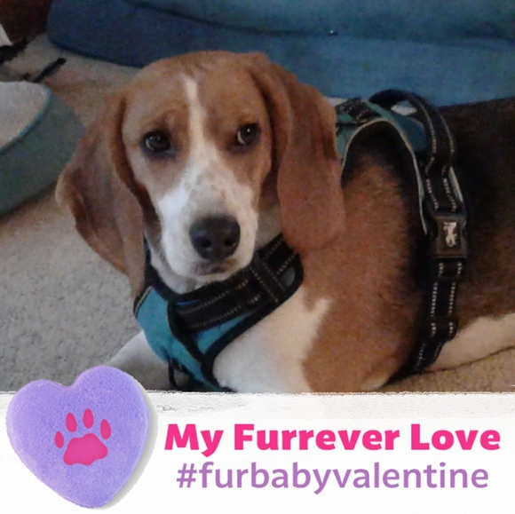 Profile Picture of Carolyn Hietikko (@budlucky) on Poshmark