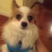 Profile Picture of Alexandra Huynh (@ahuynh3) on Pinterest