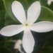 Profile Picture of Holly Iudicello (@hiudicello) on Pinterest