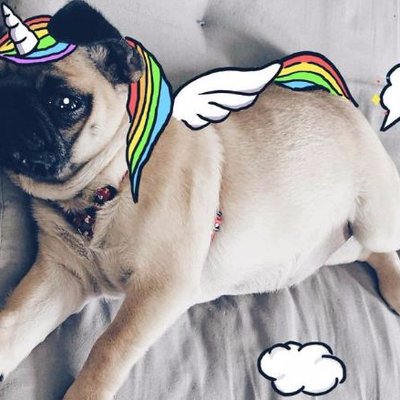 Adeline Chow - Twitter Profile Picture of Adeline Chow (@unipuggurl05) on Twitter