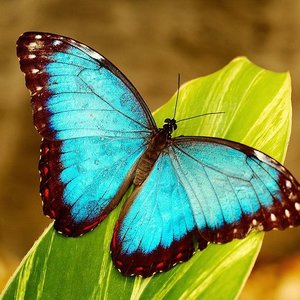 Profile Picture of Vickie Lippolis (@vickielips) on Myspace