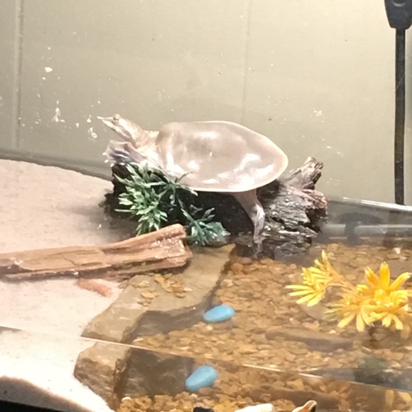 Profile Picture of Lori Pearcy (@lpearcy80) on Poshmark