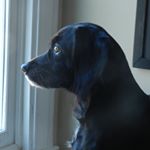 Profile Picture of Greta_small_black_beagle (@greta_small_black_beagle) on Instagram