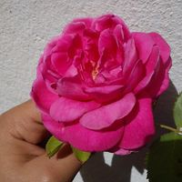 Profile Picture of Amar Mahoozi (@amar-mahoozi) on Quora