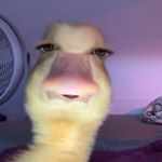 Profile Picture of Mark (@m4rkpavlovic) on Instagram