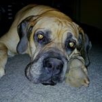 Profile Picture of Gerhard Prinsloo (@quicksave49) on Instagram