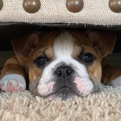 Profile Picture of Tracy Parrott (@tracy_parrott) on Twitter