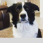 Profile Picture of Robert Spracklin (@spracklinrobert) on Instagram