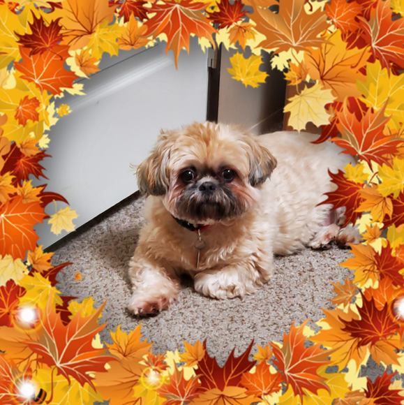 Belinda Rodenbaugh - Poshmark Profile Picture of Belinda Rodenbaugh (@steelmag28) on Poshmark