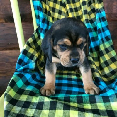 Profile Picture of Greg Crider (@gregcrider5) on Twitter