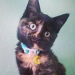 Profile Picture of stephanie dobbs (@sophie_the_pretty_girl) on Instagram