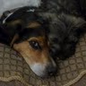 Profile Picture of Nicky Lowe (@nickyshreds) on Youtube