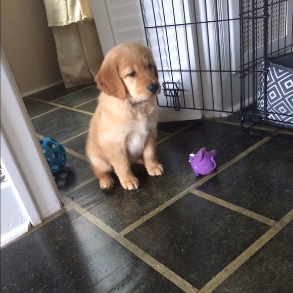 Profile Picture of Julia Gough (@jgough18) on Poshmark