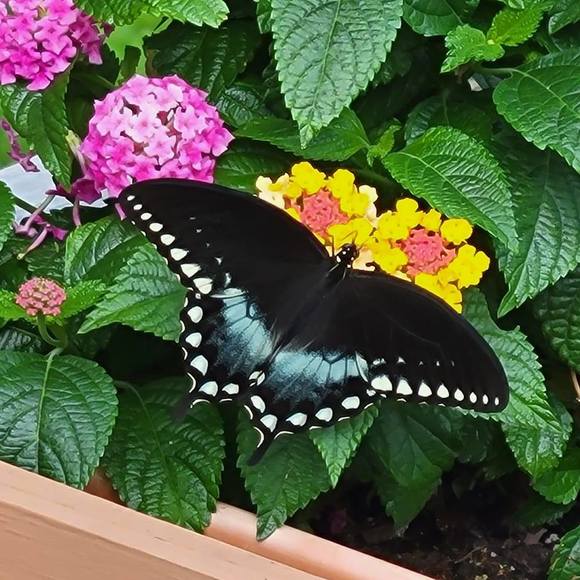 Profile Picture of Lynn Stobinski (@lynnstobinski) on Poshmark