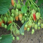 Profile Picture of Elizabeth Taylor (@jonasakachusova) on Instagram