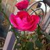 Profile Picture of Anu Verma (@anu.jack.16906) on Facebook