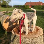 Profile Picture of Carl Emil  27-05-2017 🇩🇰 (@carlemil3870) on Instagram