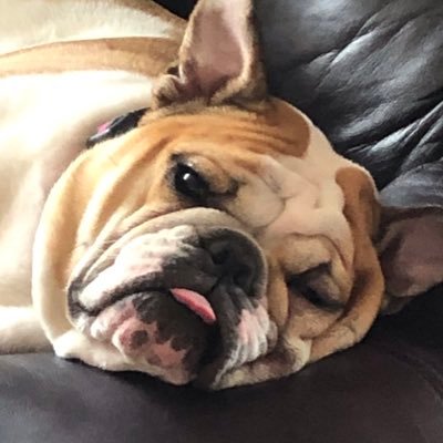 Profile Picture of Julia Springer (@jcspringer99) on Twitter