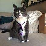 Profile Photo of Homer Lisa Duff RIP Maggie (@thesimpsoncats) on Instagram