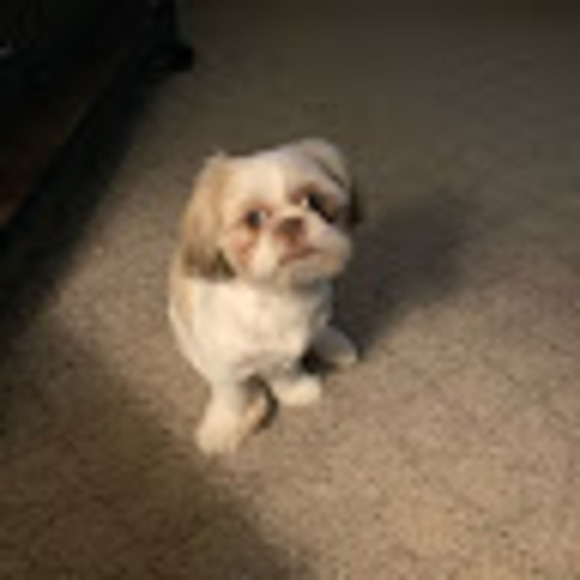 Profile Picture of Paul Bruner (@paulbruner09) on Poshmark