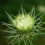 Profile Picture of Lrajazmin (@lrajazmin) on Flickr