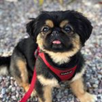 Profile Picture of 𝓒𝓱𝓻𝓲𝓼 𝓣𝓻𝓮𝓿𝓲𝓷𝓸 (@christrev4829) on Instagram