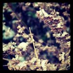 Profile Picture of Lana Murad (@raymondbelcher) on Instagram