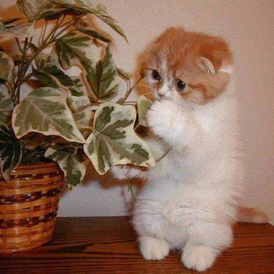 Profile Picture of LUZ MERY VALLEJO R. (@luzvallejo1903) on Twitter