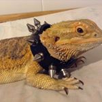 Profile Picture of David Cromeens (@poethelizard) on Instagram