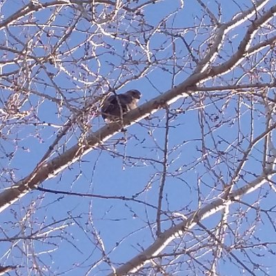 Profile Picture of Robin A Wilburn (@wailakigirl) on Twitter