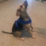 Profile Picture of Toby Jones (@puppydog.toby) on Instagram