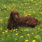 Profile Picture of Robin Of Magic Fields 🇩🇪 (@petrahenning_irishsetter) on Instagram