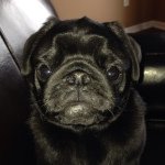Profile Picture of Carlton Larry Douglass Wells (@carlthepug) on Instagram