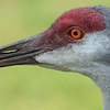Profile Picture of P Foster (@adeletest2) on Flickr