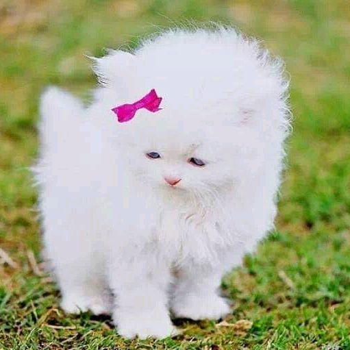 Profile Picture of Bỏ phố về quê (@keith_chaisson.1971) on Tiktok