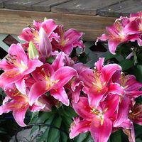 Profile Picture of Diantha Wolfe (@diantha-wolfe) on Quora