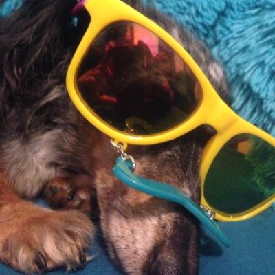 Profile Picture of LOLA (@LaLolaLlama) on Twitter